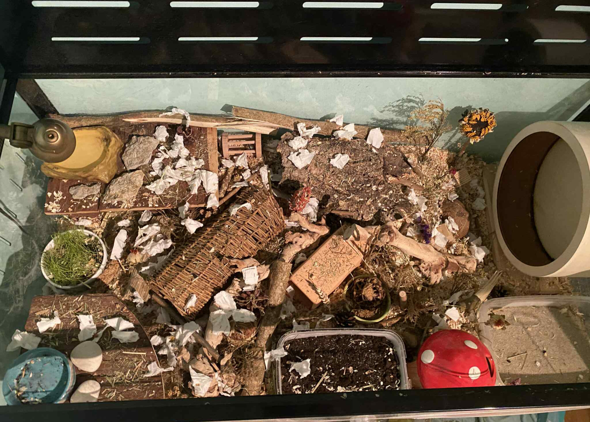 Hamster habitat